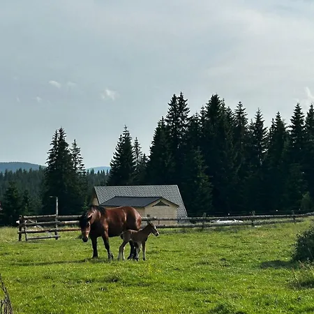 Casa Gemenelor * Kluż-Napoka